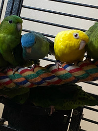 Wanted. Lineolated parakeets