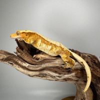 Crested Gecko Creamsicle Female RTB Looking For New Branches!