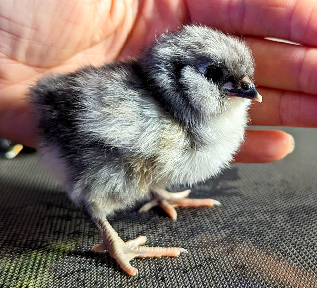 Lovely baby chickens  dans Animaux de ferme  à Laurentides - Image 4