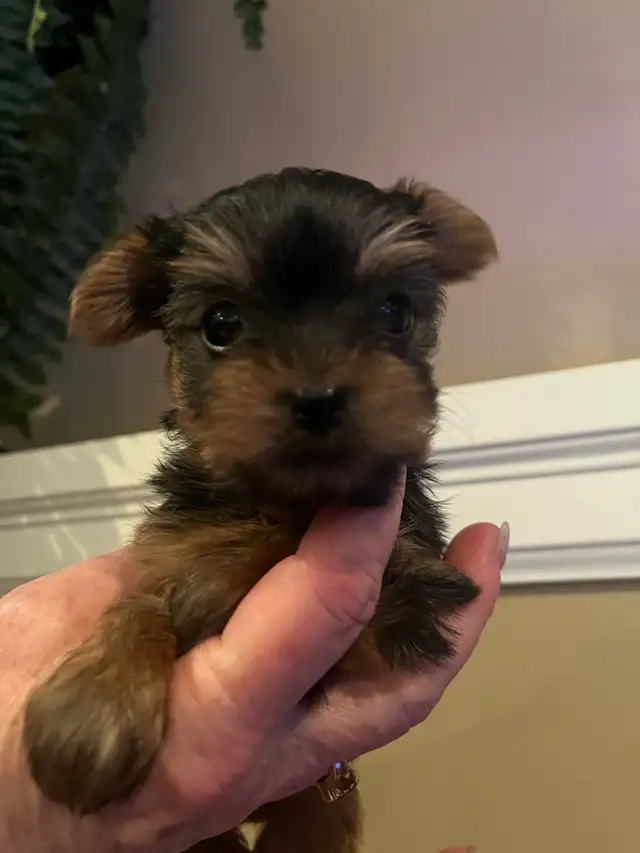 NORTHERN YORKIE PUPPIES  NEW YEAR BABIES in Dogs & Puppies for Rehoming in City of Toronto - Image 5