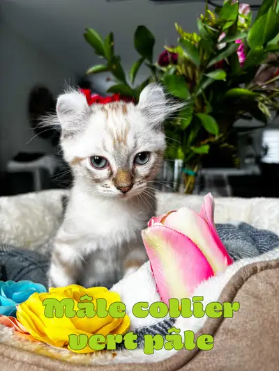 chatons Highland lynx pure race, View more