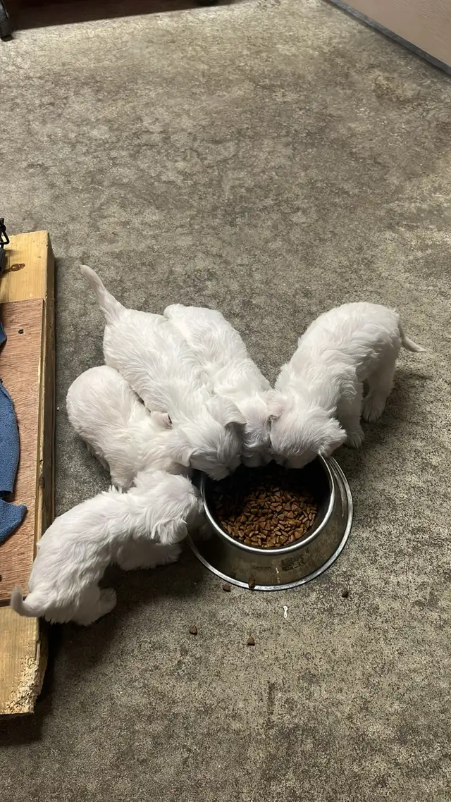 Magnifique Chiot Schnauzer miniature blanc in Dogs & Puppies for Rehoming in Longueuil / South Shore - Image 2