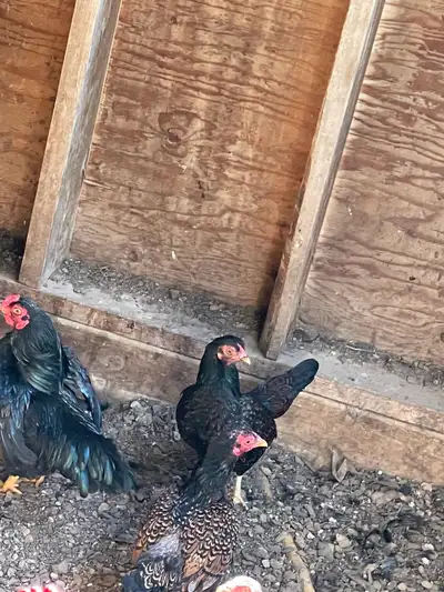 bantam Cornish chickens, View more