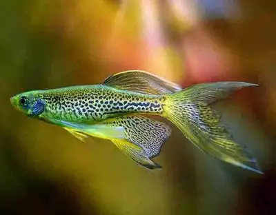 Longfin leopard danios, View more