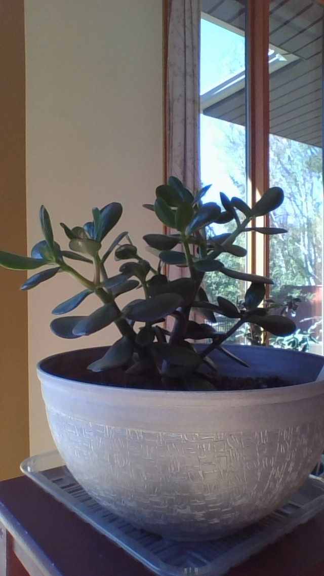 FengShui Jade Potted plants in Home Décor & Accents in Lethbridge - Image 4
