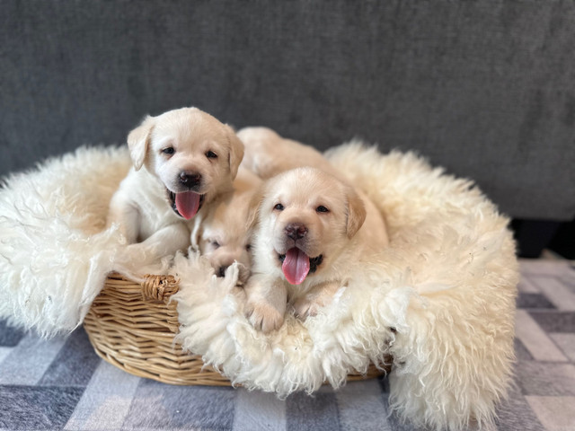 INCREDIBLE CKC REGISTERED YELLOW  LAB RETRIEVER pups in Dogs & Puppies for Rehoming in Comox / Courtenay / Cumberland - Image 4