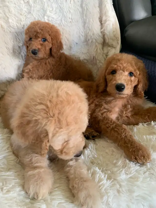 Beautiful smart standards poodle puppies in Dogs & Puppies for Rehoming in Vancouver - Image 3