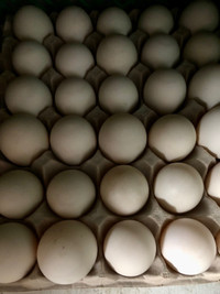 Duck eggs 