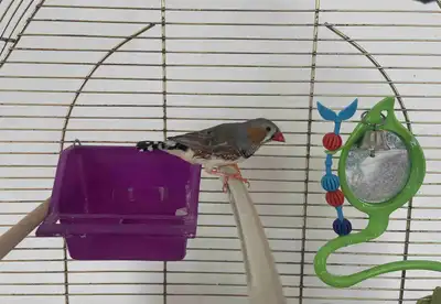 Pet Zebra Finch + Cage, View more