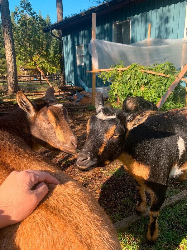 Selling my 2 year old-female Dwarf Goats! in Livestock in Parksville / Qualicum Beach