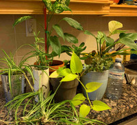 Indoor Assorted Plants… priced each 
