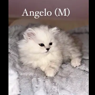 Beautiful persian chinchilla dollface (silver shaded) kittens , View more