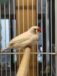 white black cheek zebra finches Kawartha Lakes Peterborough Area Preview