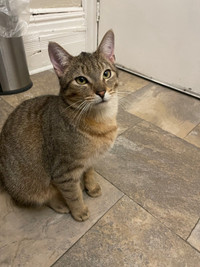 Male cat for rehoming