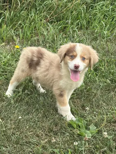 Chiots Berger Australien, View more