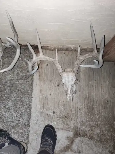 deee skulls for sale, View more