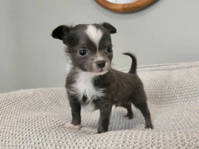 ❤️Applehead Chihuahua puppies- last one! ❤️ in Dogs & Puppies for Rehoming in Edmonton - Image 3