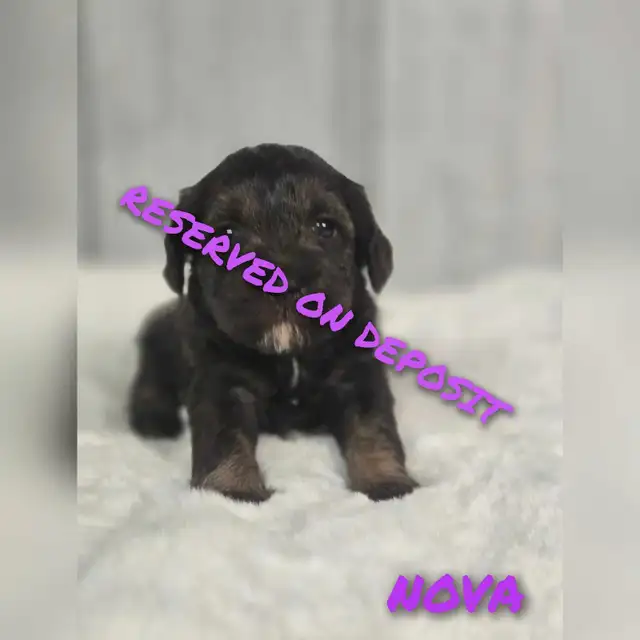 ADORADBLE SCHNOODLE PUPPIES in Dogs & Puppies for Rehoming in Edmonton - Image 6