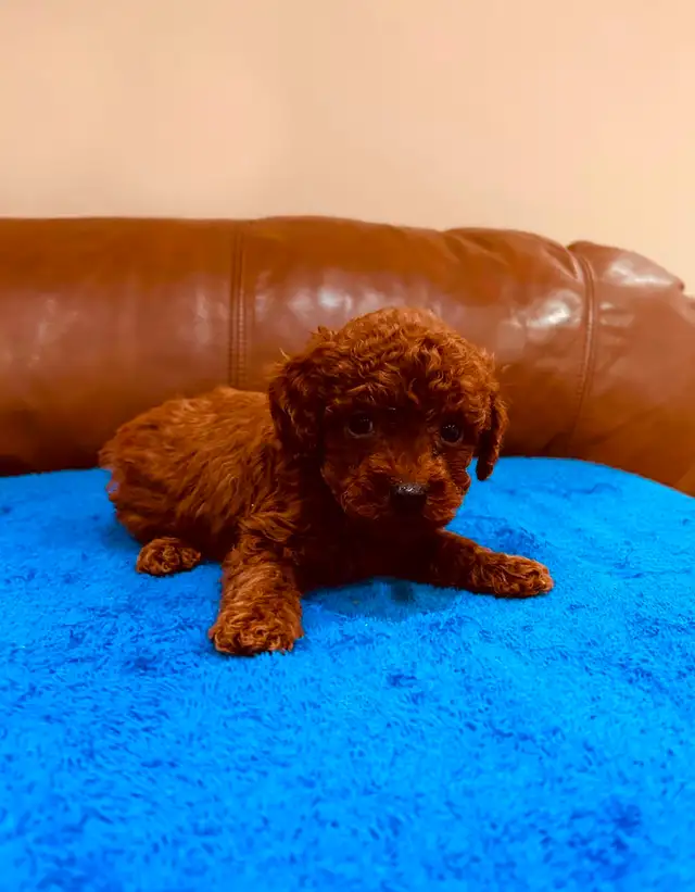 DARK RED toy poodle puppy / caniche toy rouge foncé chiot in Dogs & Puppies for Rehoming in Laval / North Shore - Image 4