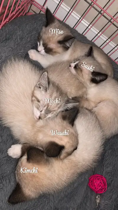 Purebred Siamese Kittens, View more