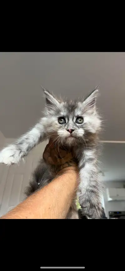 BIEN LIRE Voir dernieres photos les bb 2 semaine sont la Maine coon pure race Voici quelques photos...