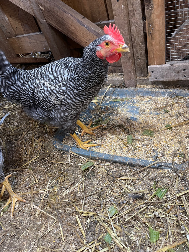 Plymouth Barr Rock Roosters and eggs in Livestock in New Glasgow - Image 2