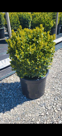 Various Size Boxwoods