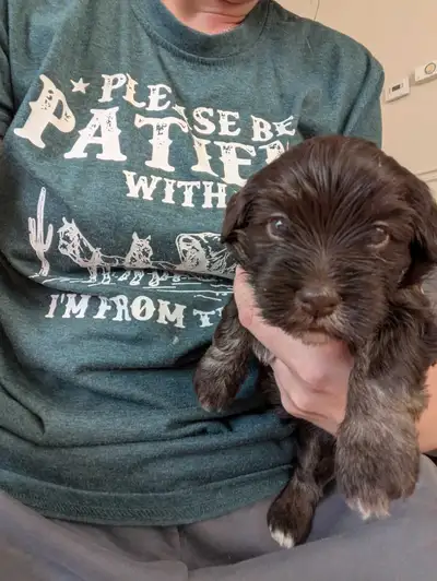 Litter of 4 born March 19. Ready to go to forever homes Anytime after May 14th Pups will be dewormed...