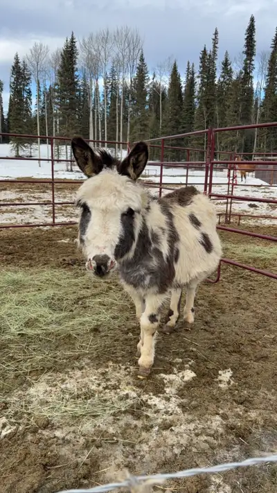 minature donkey stud service , View more