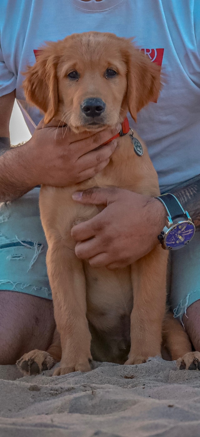 Golden Retriever Dogs & Puppies for Rehoming Ottawa Kijiji