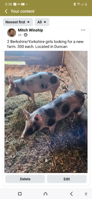 2 Berkshire/Yorkshire girls ready for a new farm. 300 each. Coming up on 5 months old.
