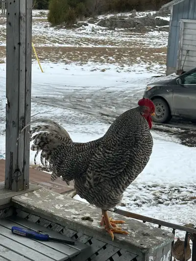 laying hens  for sale , View more