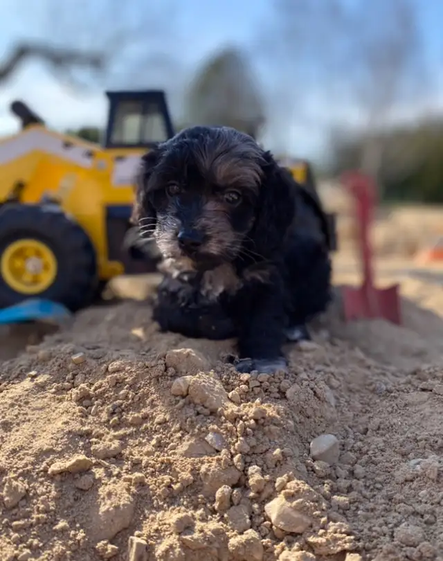 mini Cockapoo puppies  in Dogs & Puppies for Rehoming in Oakville / Halton Region - Image 6