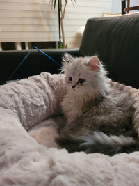 Chaton chinchilla/ silver shaded à vendre