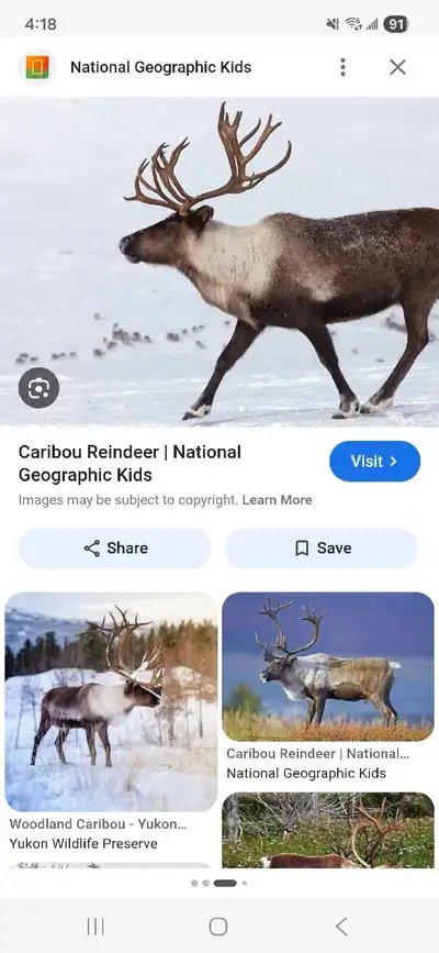 free caribou ribs and bones , View more