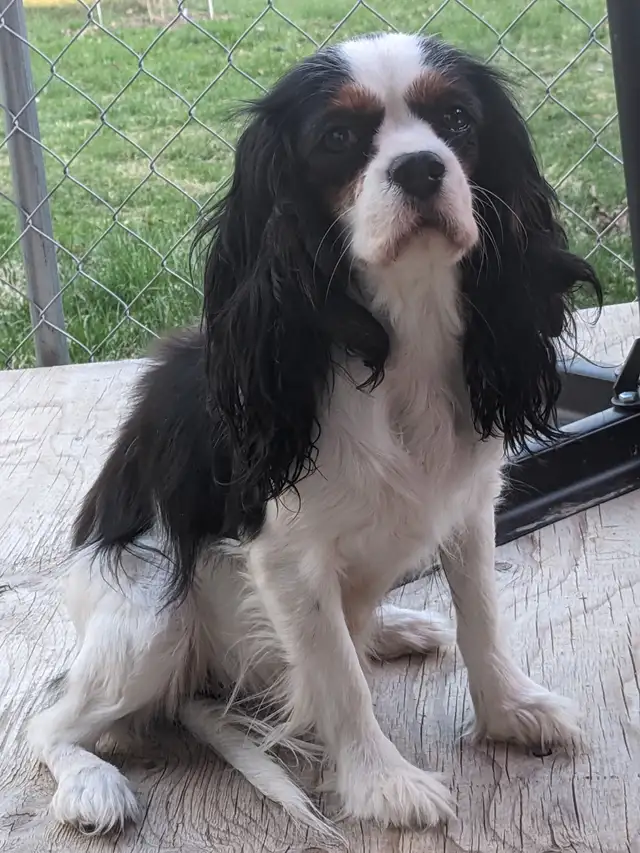 Cavalier King Charles Spaniel Puppies in Dogs & Puppies for Rehoming in City of Toronto - Image 7