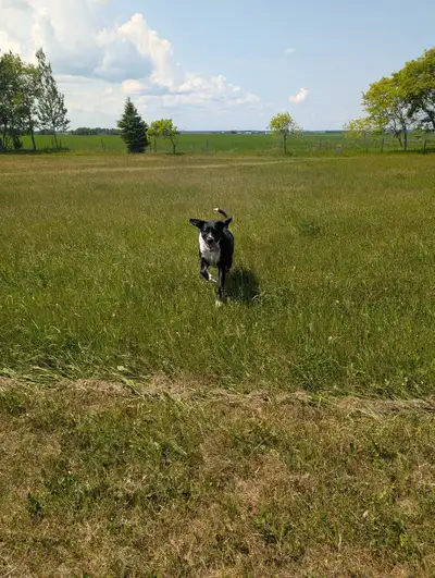 Kingsfield's Private Dog Parks, View more