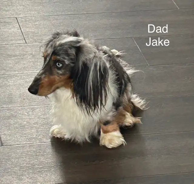 adorable Long Haired Miniature Dachshund in Dogs & Puppies for Rehoming in Mississauga / Peel Region - Image 10