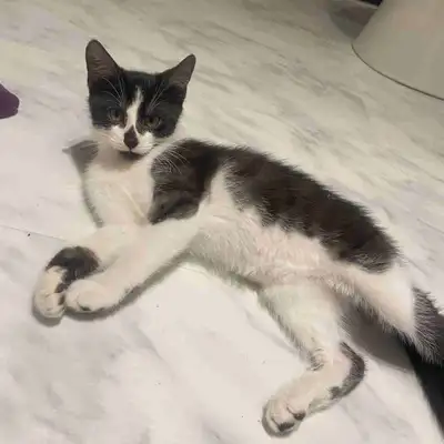 Chaton à vendre , View more