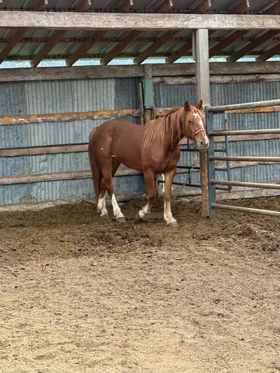 Draft Cross Mares, View more