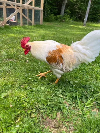 FREE roosters!, View more