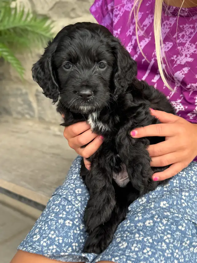 Cockapoo Puppies — Family Raised! 1 Pup Available in Dogs & Puppies for Rehoming in Kitchener / Waterloo - Image 6