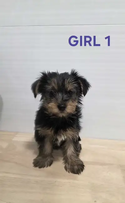 Purebred Yorkie puppies- females, View more
