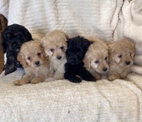 Cockapoo Puppies