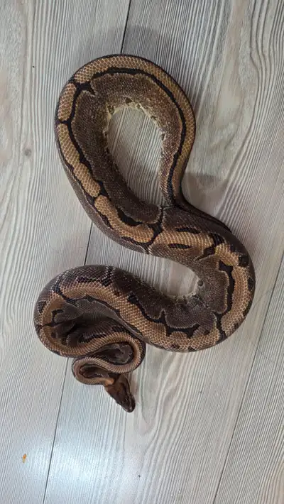 Female black pastel enchi pinstripe asphalt possible special Pick up only