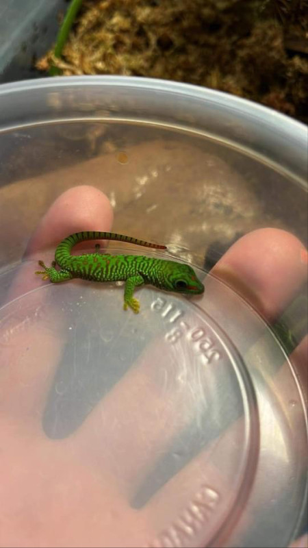 Giant Day Gecko (CB) in Reptiles & Amphibians for Rehoming in Campbell River