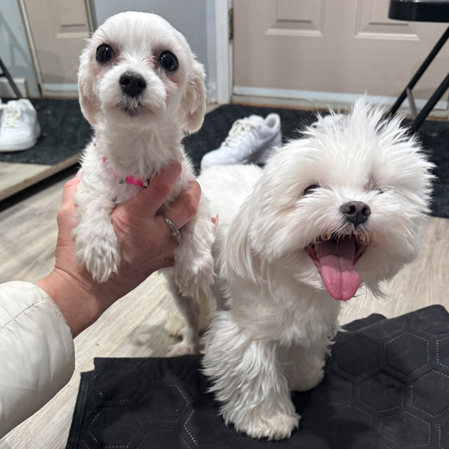 Vrai Bichon maltais , Maltese pure race , male desponible dans Chiens et chiots à adopter  à Laval/Rive Nord - Image 4