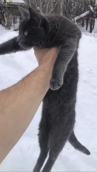 Grey Kitten, View more