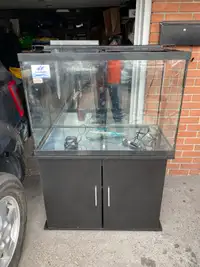 65 Gallon Aquarium Setup