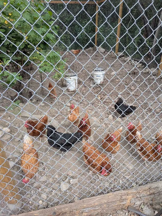 2.5 year old Hens in Livestock in Vernon - Image 4